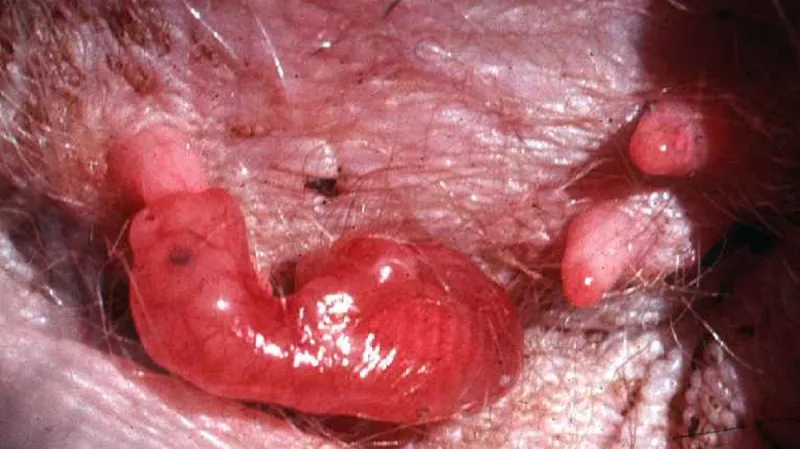 Novorozené mládě klokana v kapse saje mateřské mléko