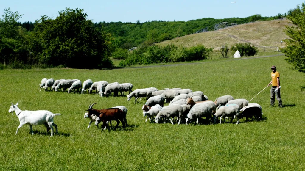 Stádo ovcí a koz