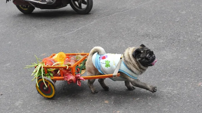 Nákupní vozík pro psa