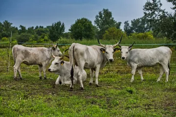 Dobytek i koně pomáhají v ptačím parku na Hodonínsku tvořit vhodné podmínky pro původní druhy