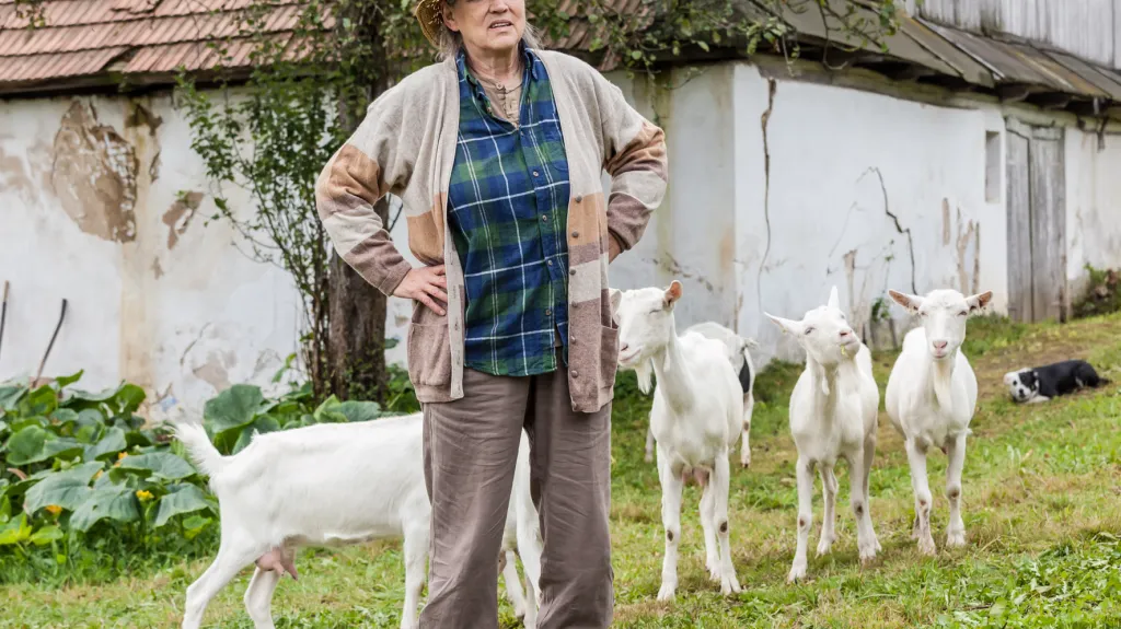 Z natáčení televizního filmu Kozy léčí