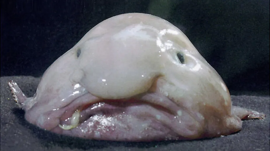 Blobfish alias slizká ryba