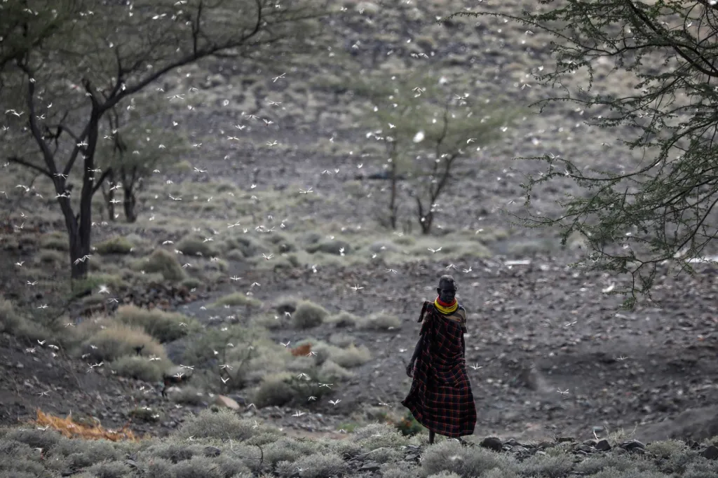 Invaze sarančat zachvátila sever Keni. Fotografie ukazují situaci v oblasti zvané Turkana v severozápadní části Keni