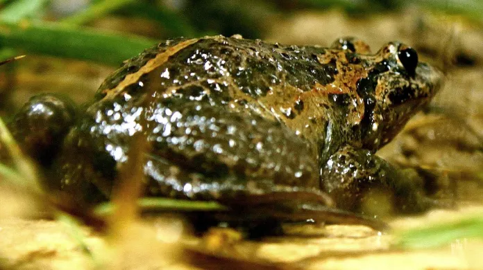 Žabka černobřichá