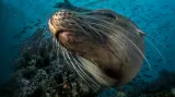 Širokoúhlé fotografie bez zrcadlovky: "No No!" Galapagos Sealion (Zalophus wollebaeki)