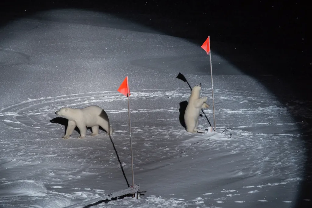 Nominace v sekci samostatná fotografie: Esther Horvathová, Polar Bear and her Cub (Lední mědvědice a její mládě). Snímek zachycuje také vybavení z vědecké lodi Polarstern, která je navržena tak, aby vydržela extrémně nízké teploty a prorazila silný led, což umožňuje práci asi stovce výzkumníků po celý rok