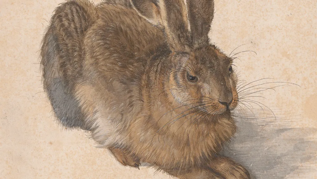 Albrecht Dürer, Zajíc, 1502