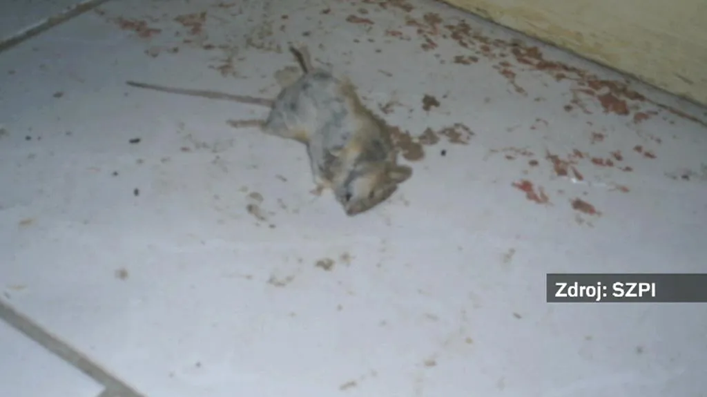 Mrtvá myš v prodejně potravin