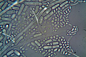 Biologové našli v Mariánském příkopu tisíce neznámých druhů mikrobů