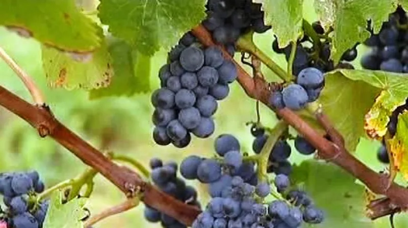 Vinice