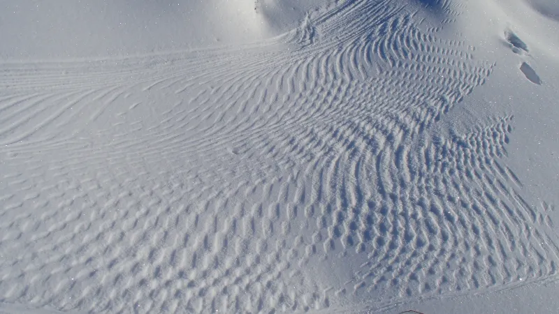 Jak poznat výskyt bobra v zimě? Jeho ocas zanechává docela typické stopy