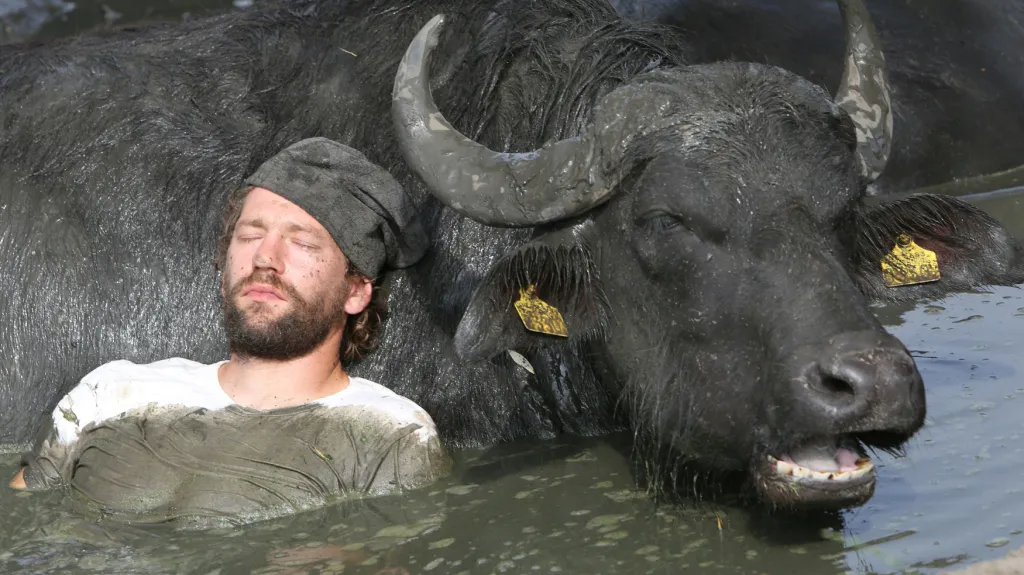 Vlny veder mají negativní vliv na zvířata i člověka