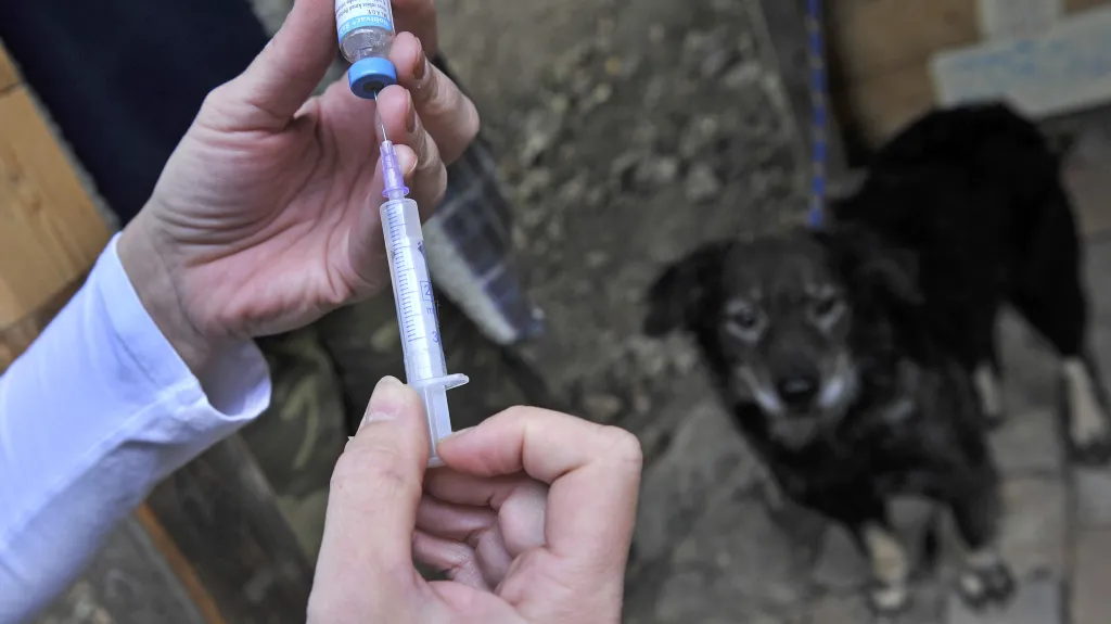 Dobrovolníci očkovali psy v pěti městech