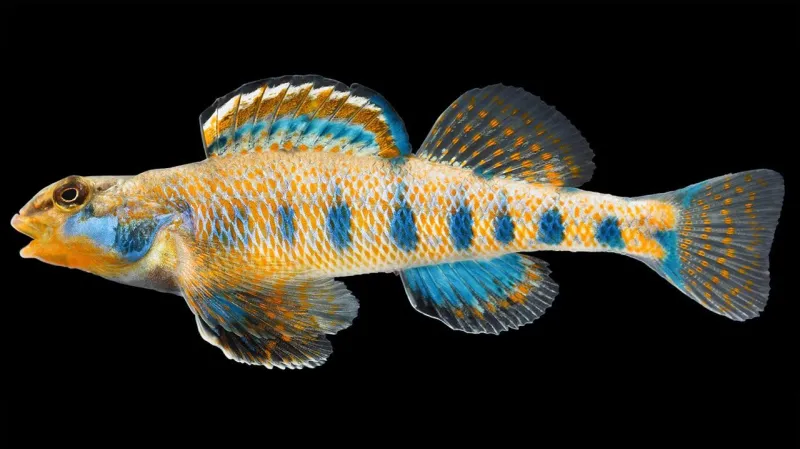 Candátek Etheostoma Obama