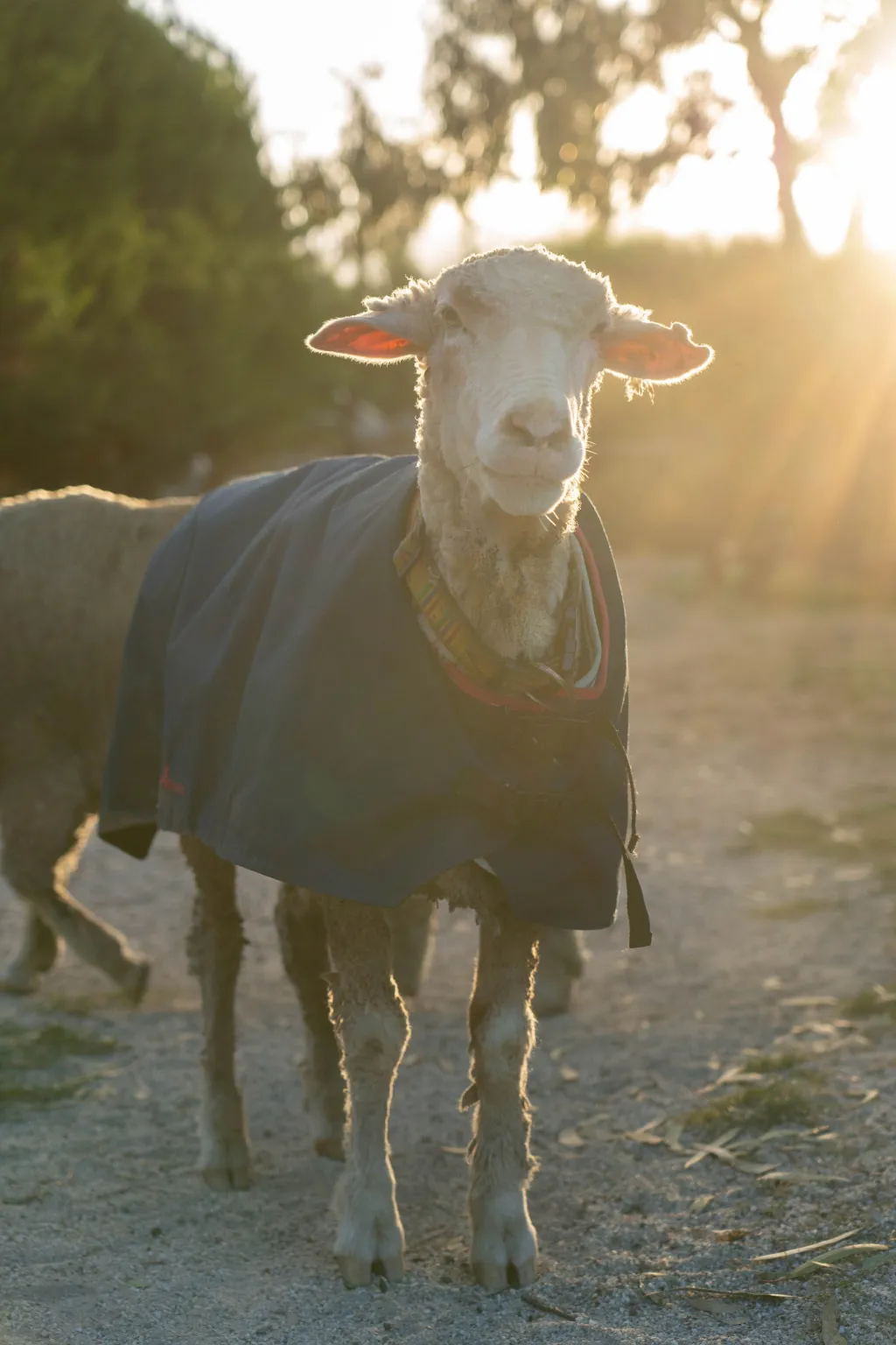 U nových majitelů se zdá být ovce Baarack velmi spokojená a postupně se na farmě zabydluje u dalších zachráněných ovcí
