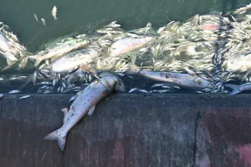 Většina českých vod obsahuje příliš fosforu a dusíku