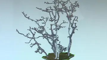 Stromy si ve skupině vzájemně pomáhají