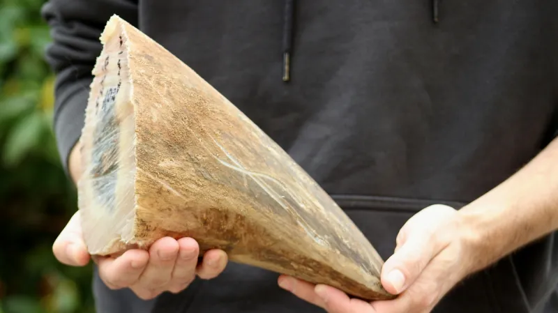 Dvorská zoo začala řezat nosorožcům rohy, chce je tím chránit před pytláky