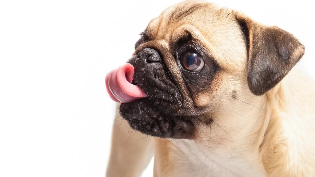 Mops