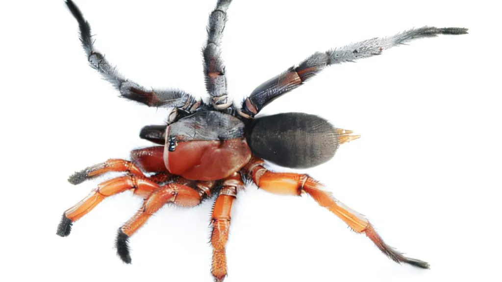Gynandromorfní pavouk Damarchus inazuma