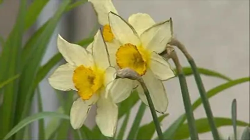 Šedý popel pokryl i kvetoucí narcisy