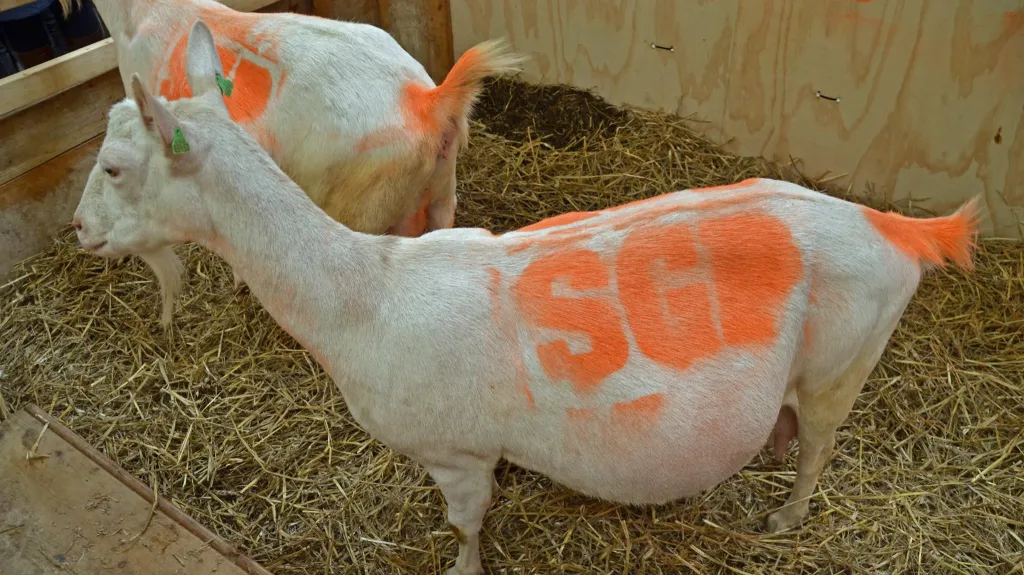 SGP využila zvířata jako živoucí billboardy