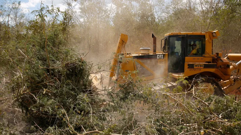 Kácení tropického porostu na Yucatánu