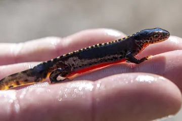 Když příroda hází kostkou. Nepředvídatelnost prostředí mění růst čolků