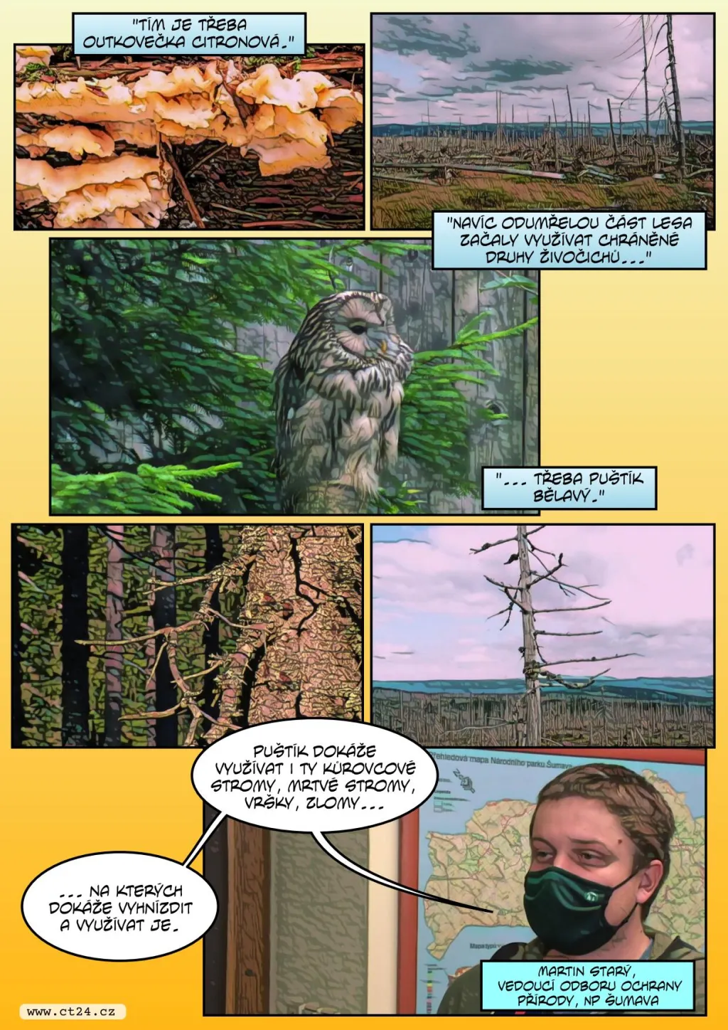 Šumavské lesy se rychle regenerují