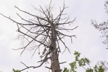 Škůdci ohrožují borové lesy. Někde je zdravý jen jeden strom z deseti