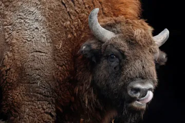 Ochranáři vykupují pozemky v Doupovských horách. Pro zubry a divoké koně