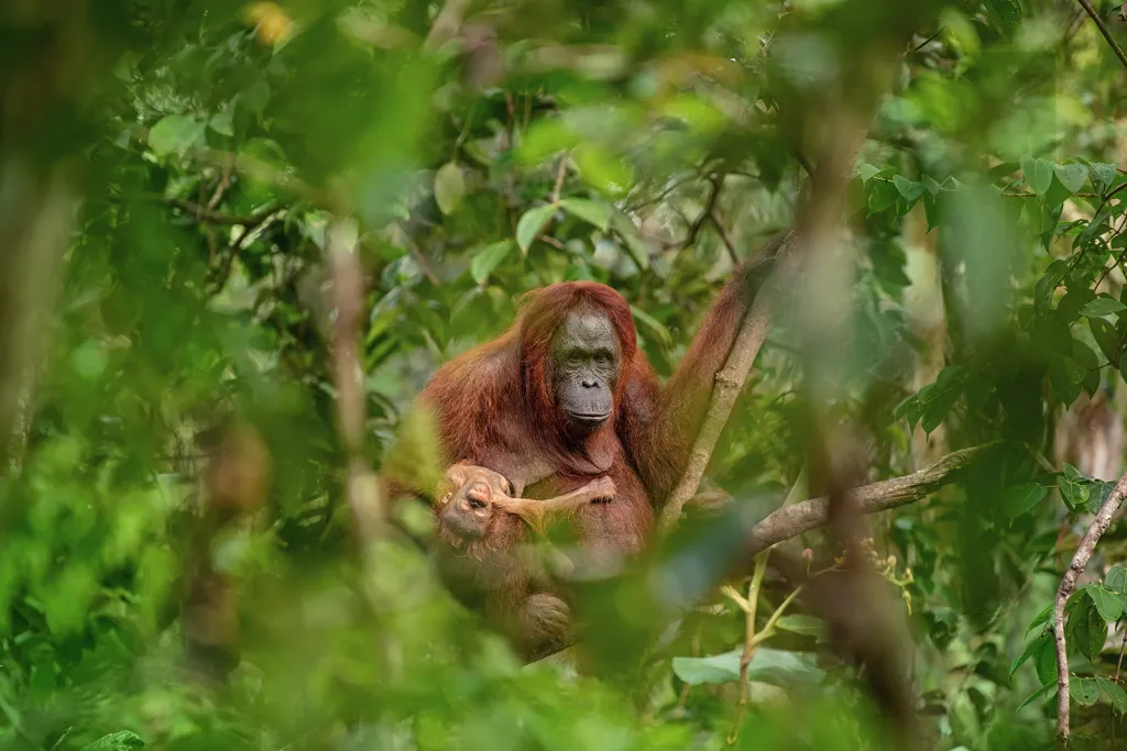 Vítězné snímky všech 24 ročníků soutěže. Fotografie roku 2018: Orangutaní matka s umírajícím potomkem.