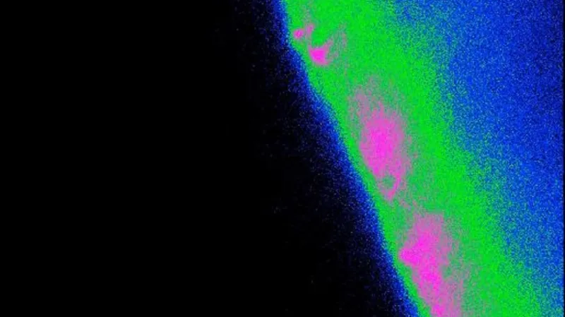 Tanycyty reagující na aminokyseliny