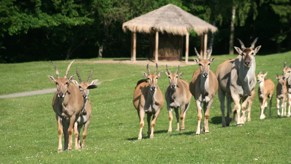 Stádo antilop losích v africkém safari Josefa Vágnera