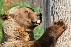 Tři medvědi v plzeňské zoo oslavili kulatiny. Přesné datum zaspali