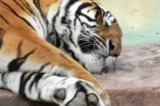Biologové rozkryli centrum pytlačení a pašování tygrů
