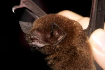 Biologové objevili u brazilských netopýrů neznámý koronavirus