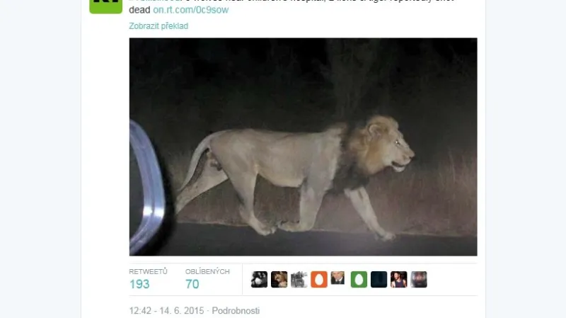 Lev uprchlý z gruzínské zoo