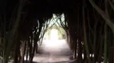 Tunel z cedrů v zahradách Casa de Mateus