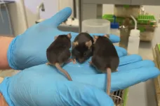 Čeští vědci s pomocí geneticky upravených myší zkoumají možnou léčbu vzácných nemocí