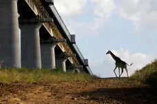 Lvi už jsou u dálnice. Divoká zvířata v Keni překračují hranice přírodních rezervací