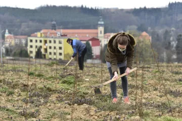 Réva pod nohama poutníků. U Velehradu roste mešní víno