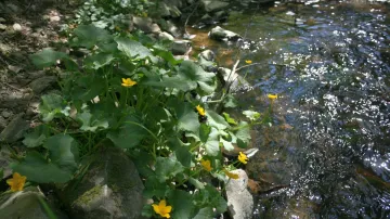 Na břehu Bobrůvky kvetou na jaře blatouchy