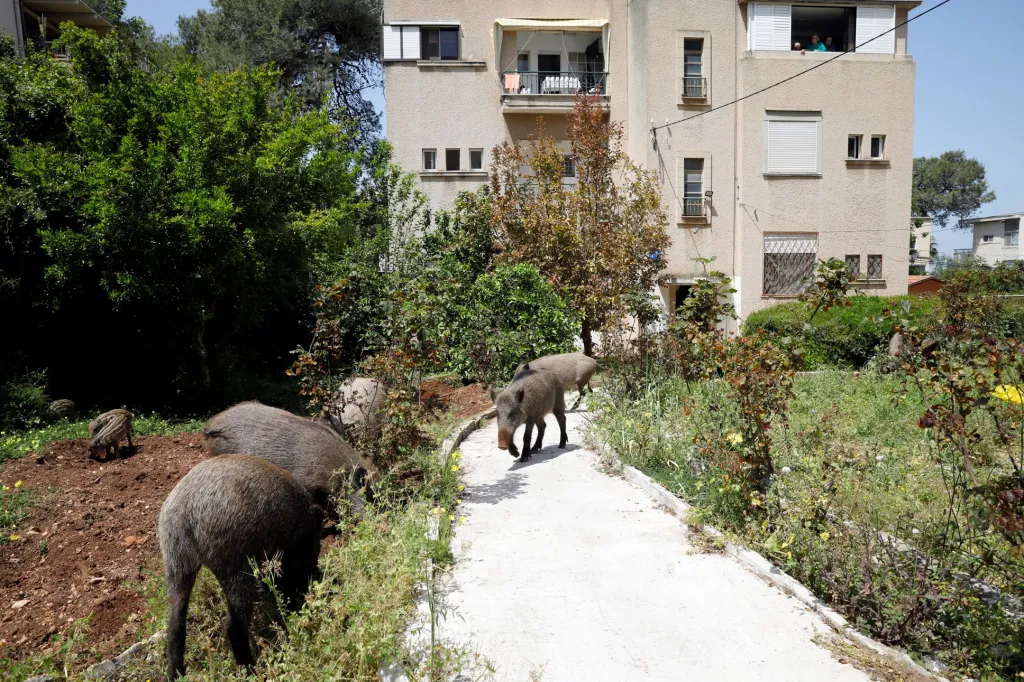 V některých místech se divoká prasata přibližují velmí blízko domům. Vyfoceno v izraelské Haifě