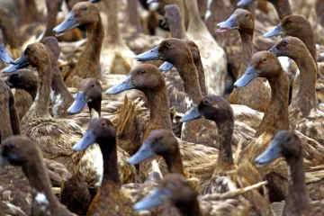 Vědci vyvinuli slibnou univerzální vakcínu proti ptačí chřipce