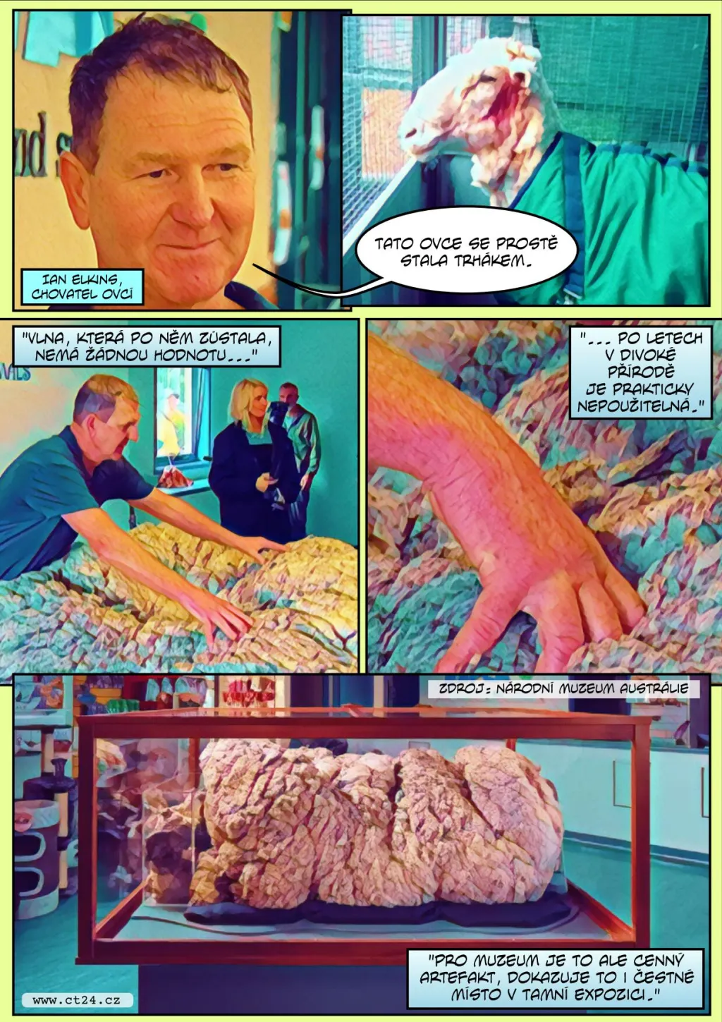 Zemřela nejslavnější ovce Austrálie. Chris měl na sobě přes čtyřicet kilo vlny