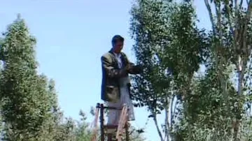 Plantáž s katou jedlou