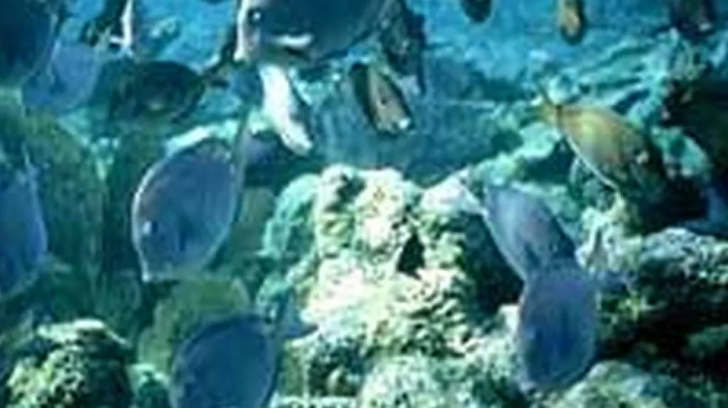 Korálový útes ve vodách Belize