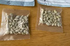 Američané dostávají zásilky s neznámými semínky z Číny, úřady před nimi varují
