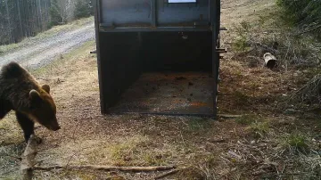 Medvěd před odchytovou klecí